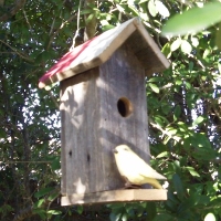 The Tall Texan Birdhouse