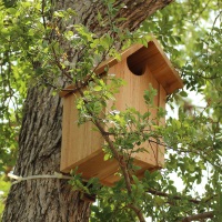 Owl House Plans