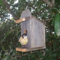 General Store Bird House