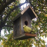 Classic Bird House