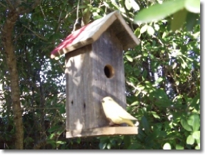 Tall Texan Birdhouse