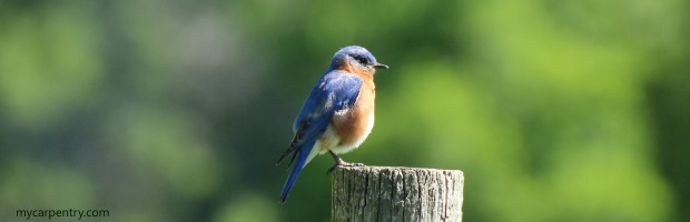 Eastern Bluebird