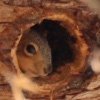 Squirrel in Hollow Tree